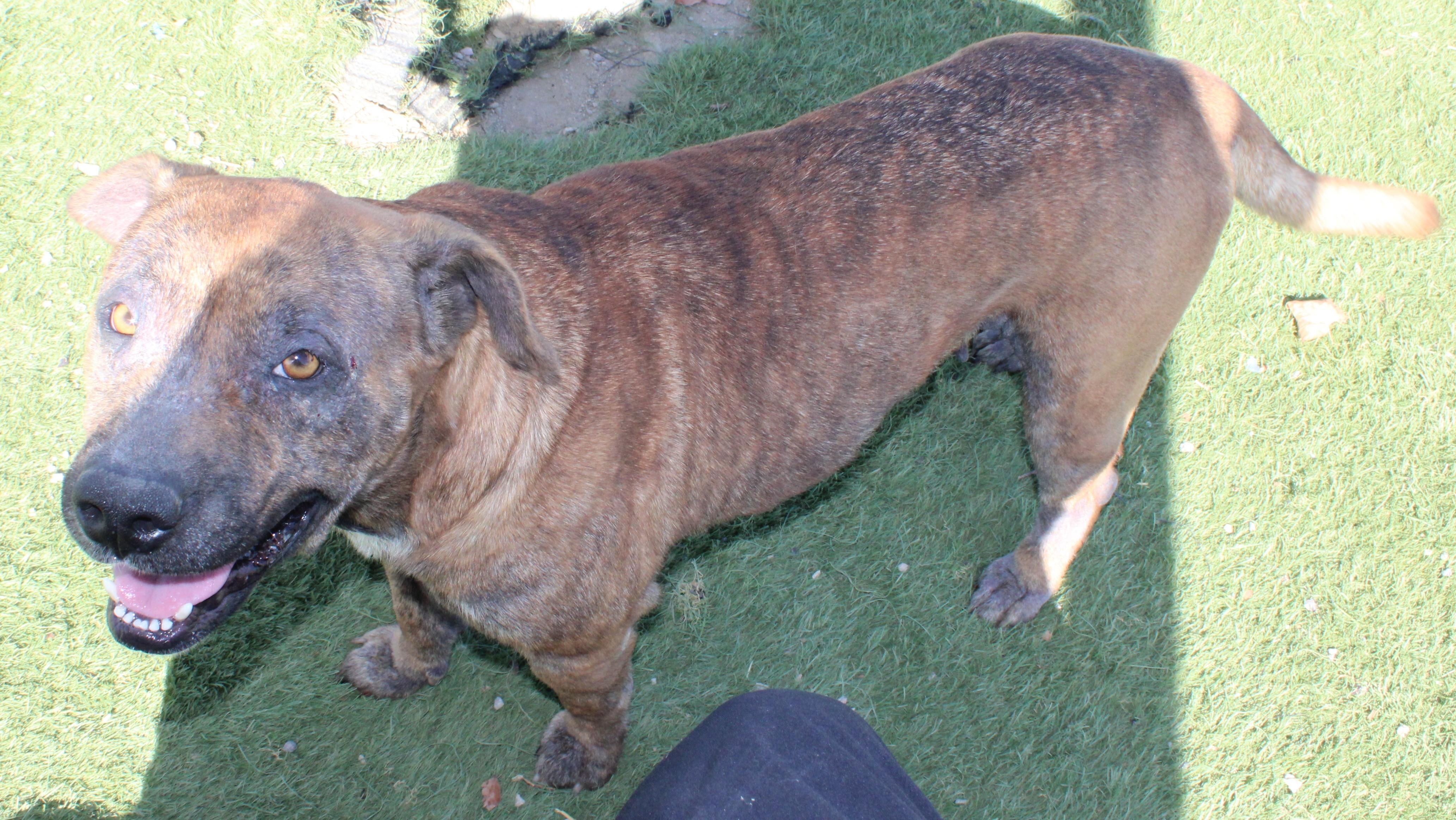 Enlarge Josie, a ADOPTABLE mixed breed in Wasco, CA image 4/6
