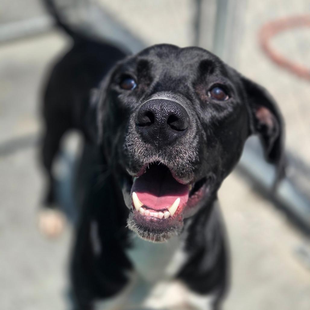 Pro, Adoptable, Young Male Mixed Breed.