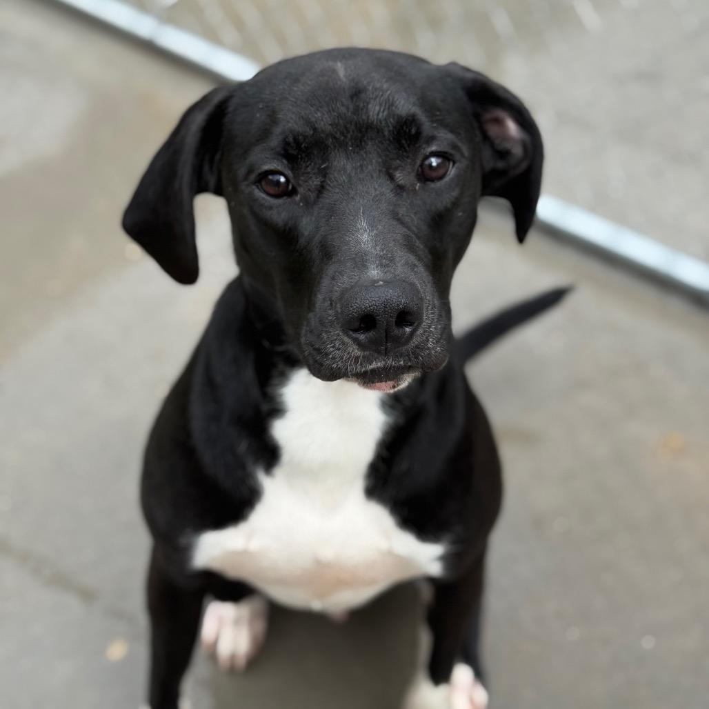 Pro, a Adoptable Mixed Breed in Red House, WV image 2/3