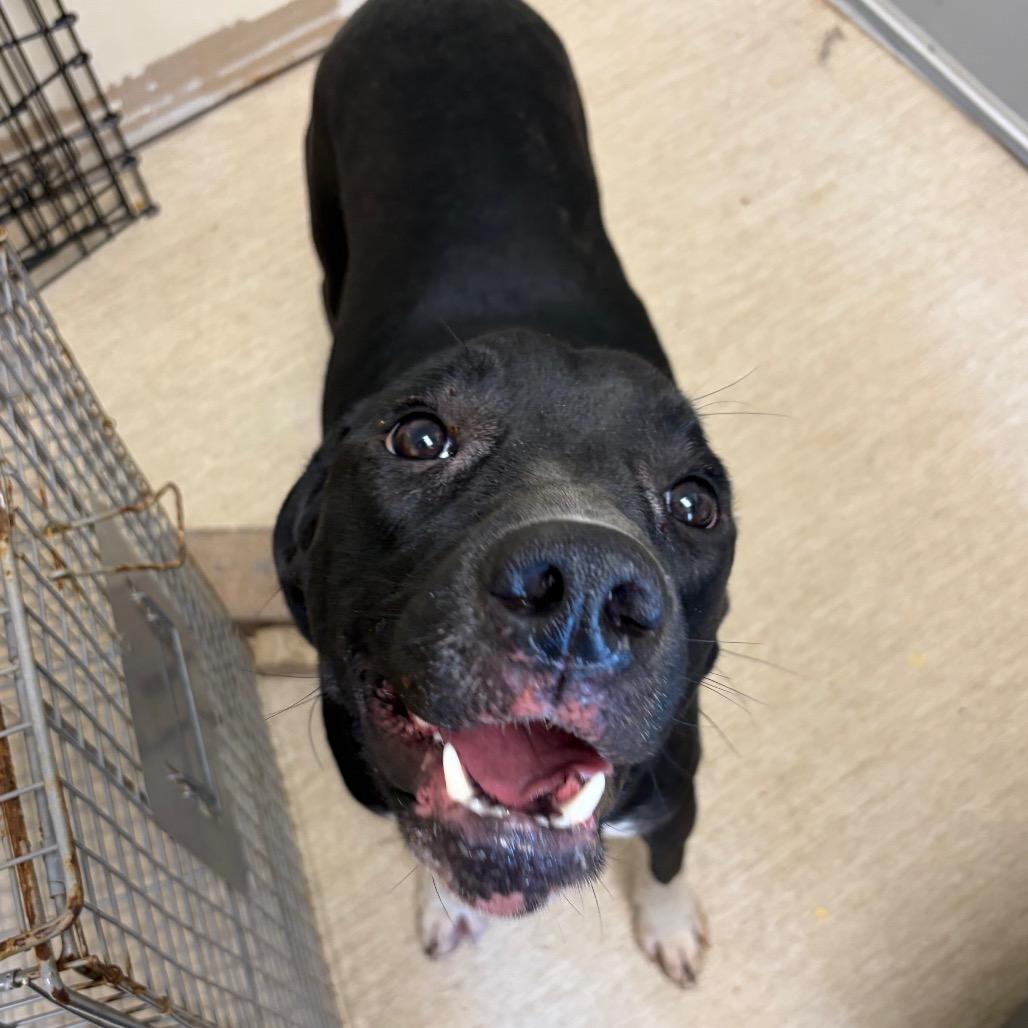 Pro, a Adoptable Mixed Breed in Red House, WV image 3/3