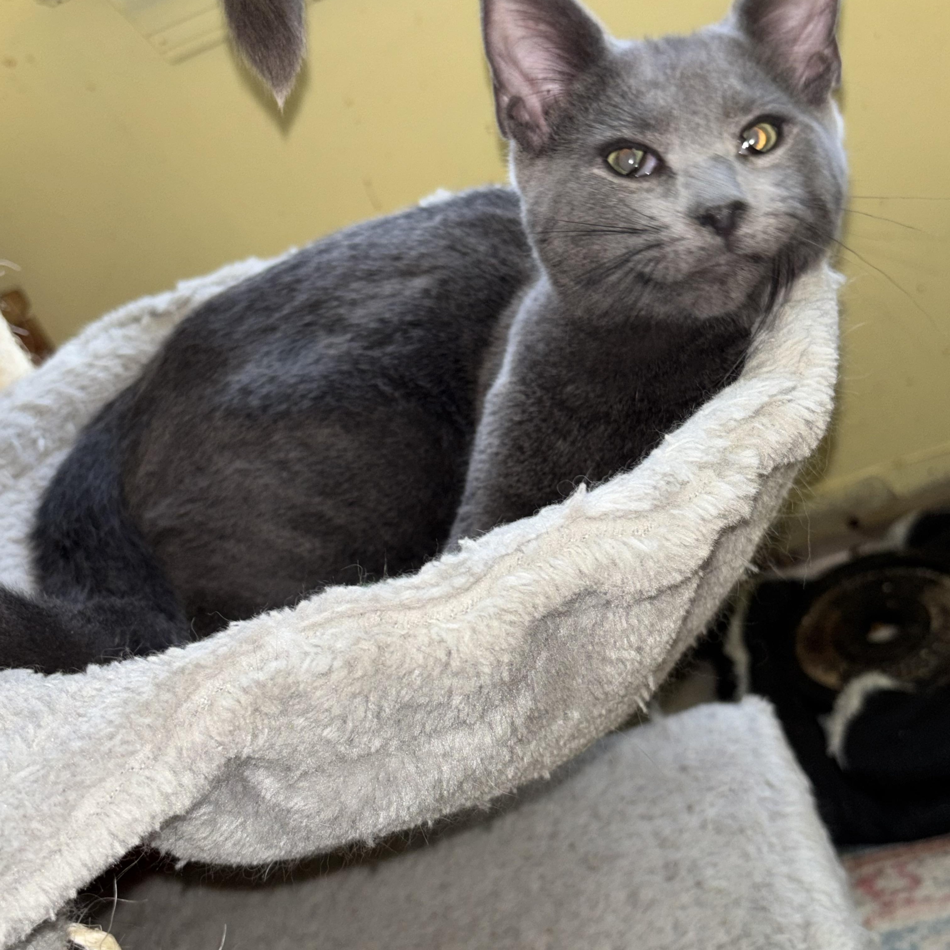 Wolfie, a Adoptable Russian Blue in Westville, NJ image 3/5