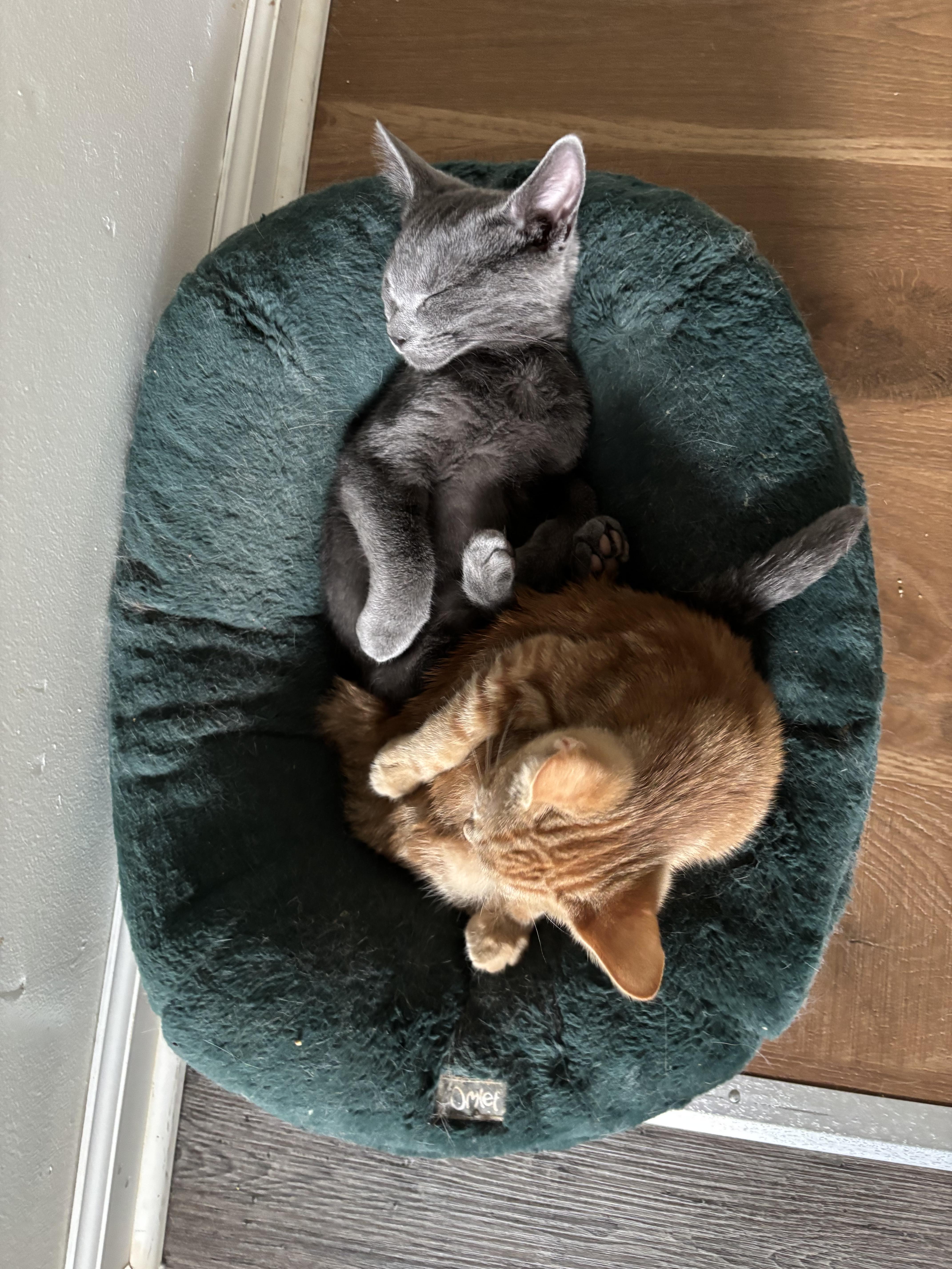 Wolfie, a Adoptable Russian Blue in Westville, NJ image 5/5