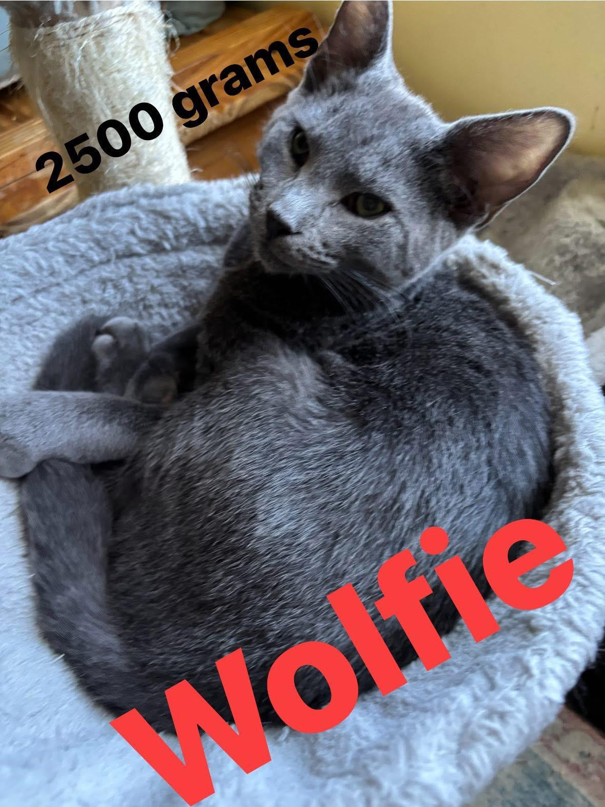 Wolfie, a Adoptable Russian Blue in Westville, NJ image 2/5