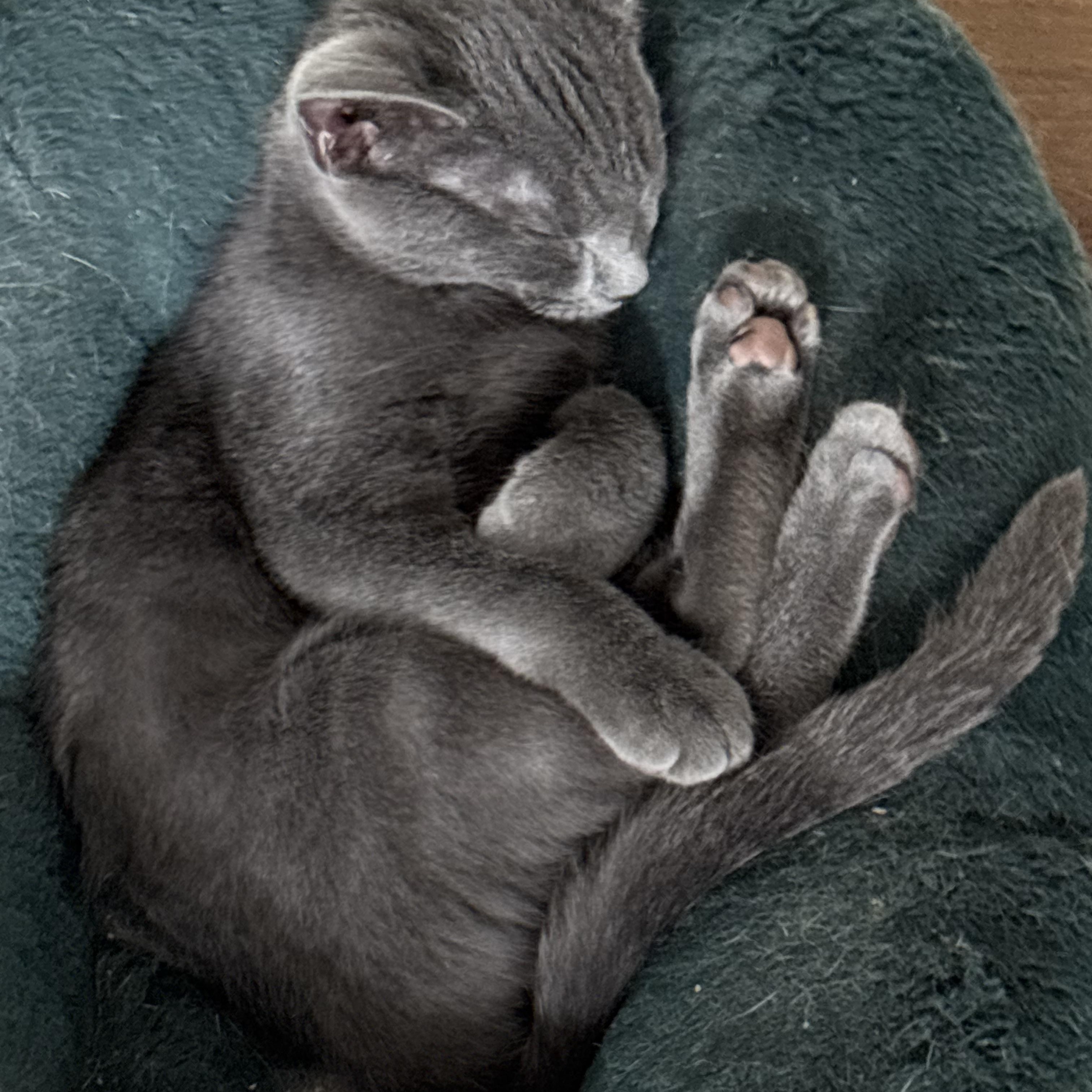 Wolfie, a Adoptable Russian Blue in Westville, NJ image 4/5