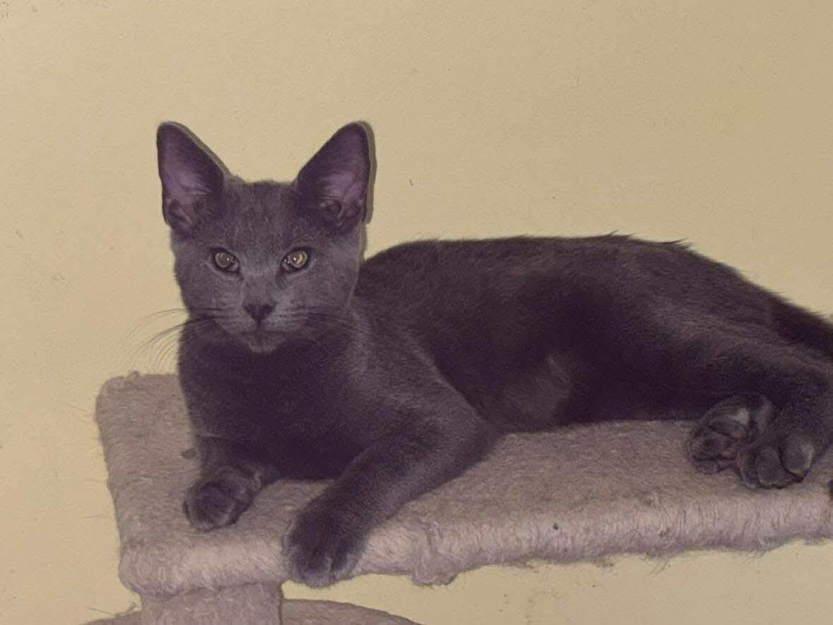 Wolfie, Adoptable, Young Male Russian Blue.