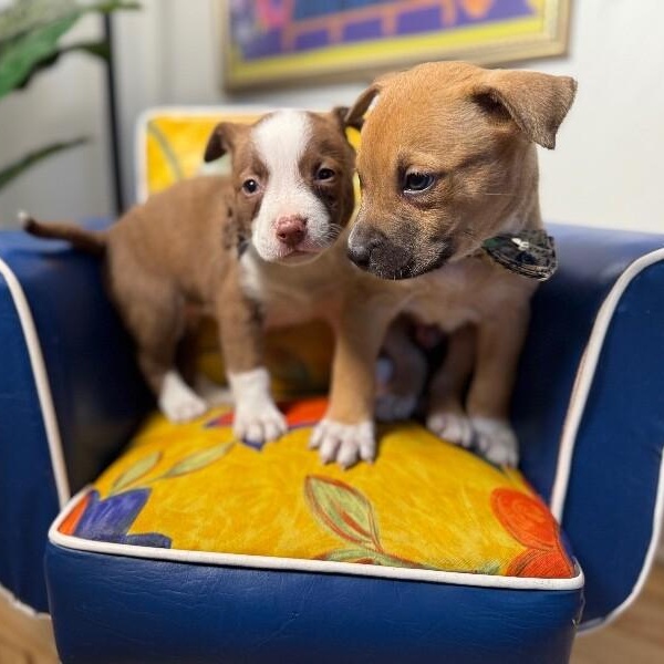 Marina Mae Perla — thumbnail 2