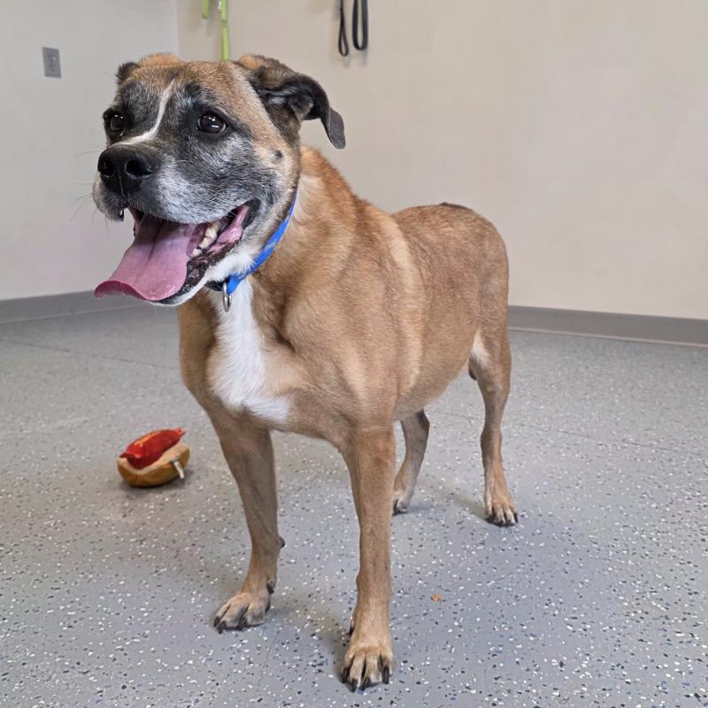 Bailey, Adoptable, Adult Female Mixed Breed.