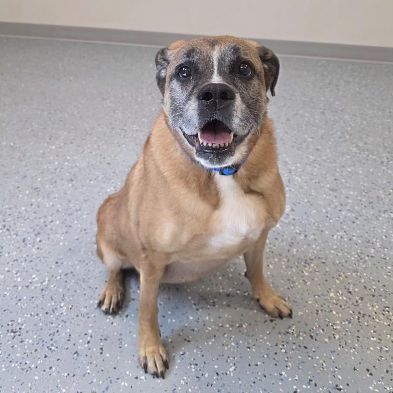 Bailey, a Adoptable Mixed Breed in Yankton, SD image 3/6