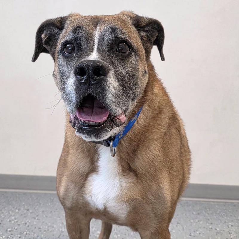 Bailey, a Adoptable Mixed Breed in Yankton, SD image 6/6