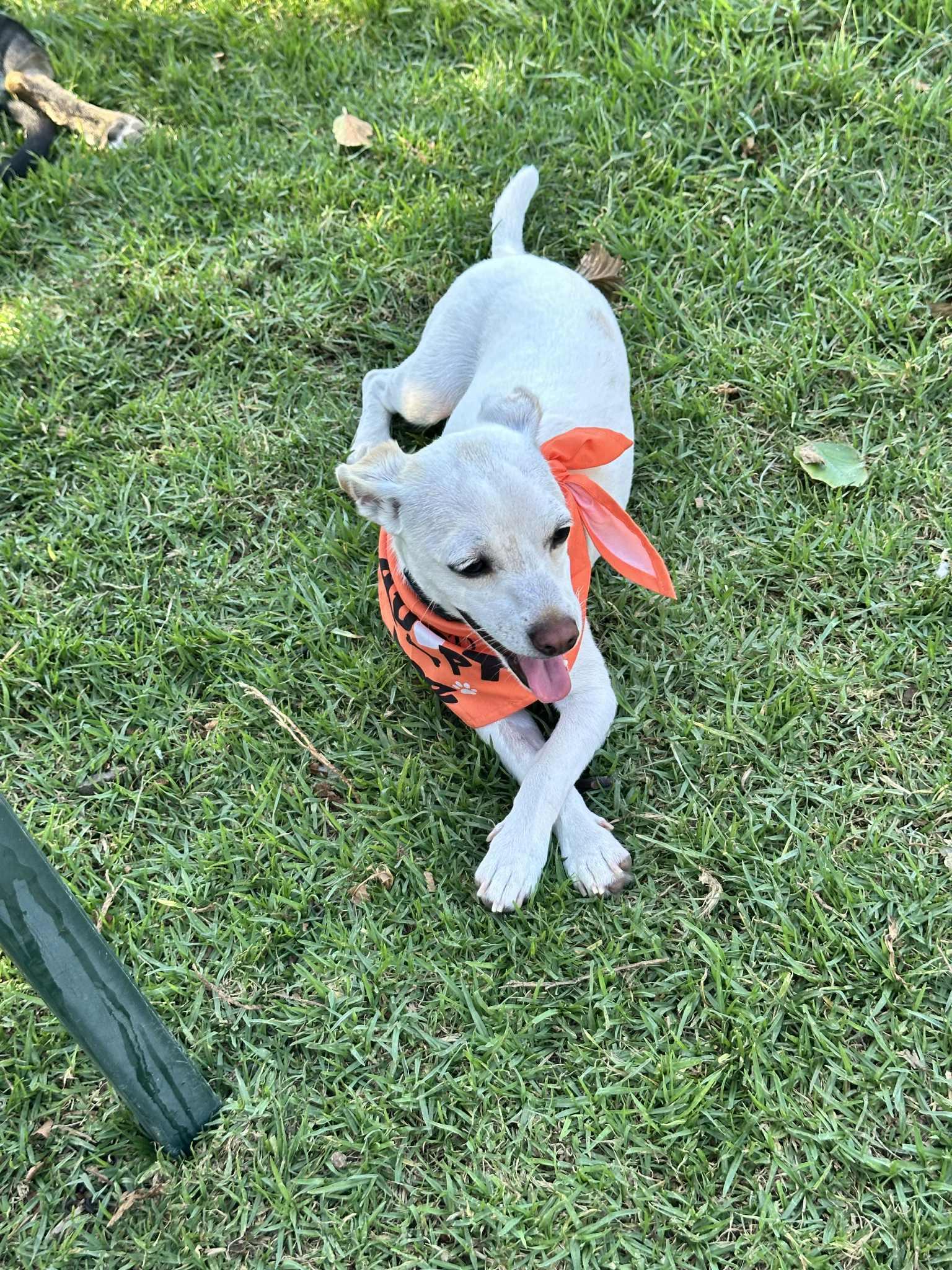 Richie, Adoptable, Puppy Male Terrier.