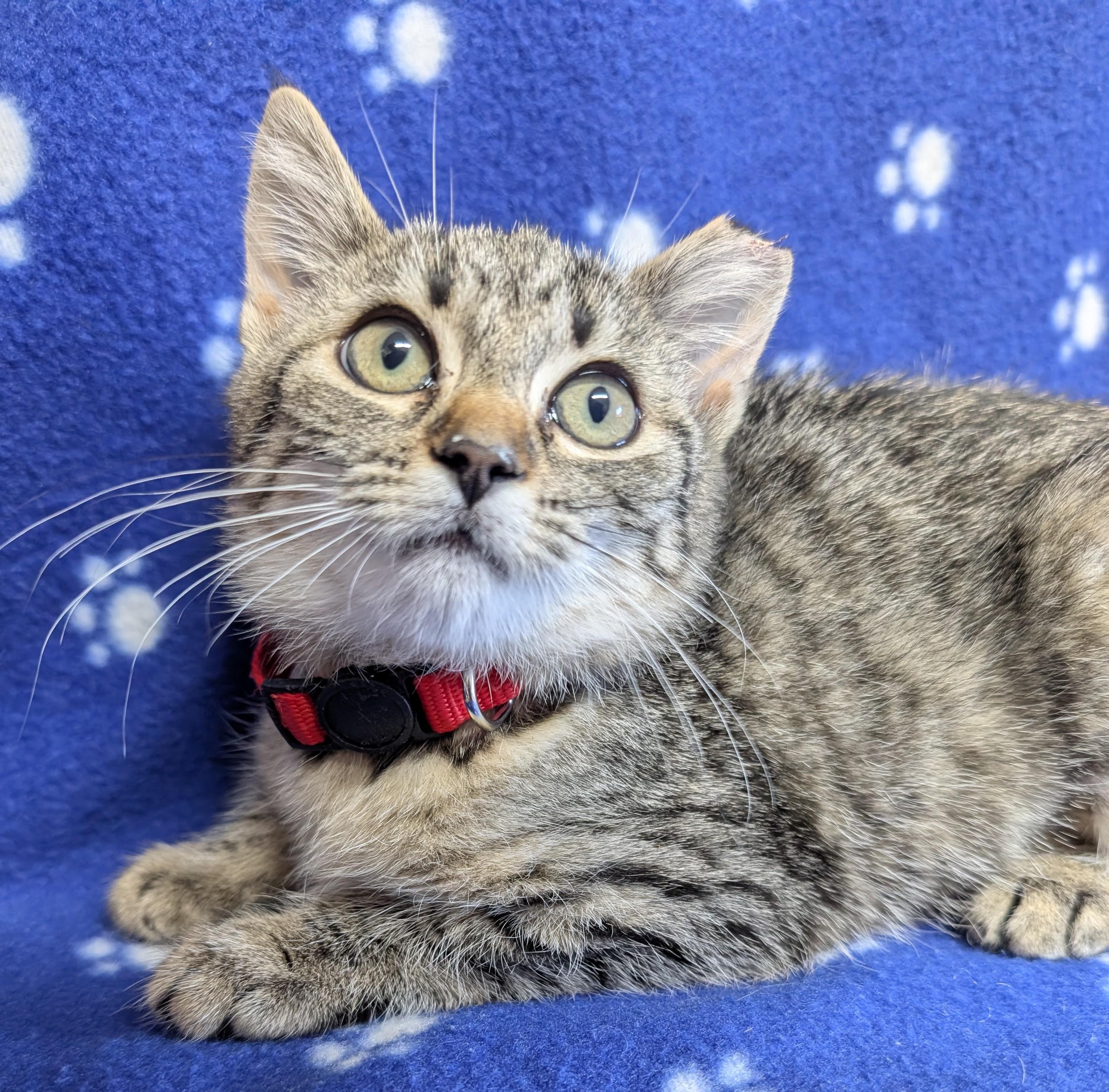 Enlarge Hux, a Adoptable Domestic Short Hair in Bisbee, AZ image 1/1