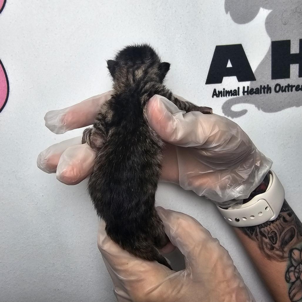 MC Fluff, Adoptable, Kitten Male American Shorthair & American Shorthair.