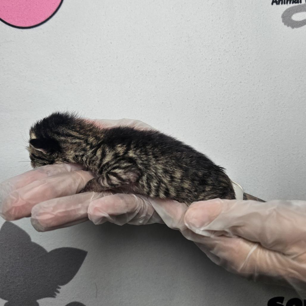 Enlarge MC Fluff, a Adoptable mixed breed in Milton, FL image 3/3