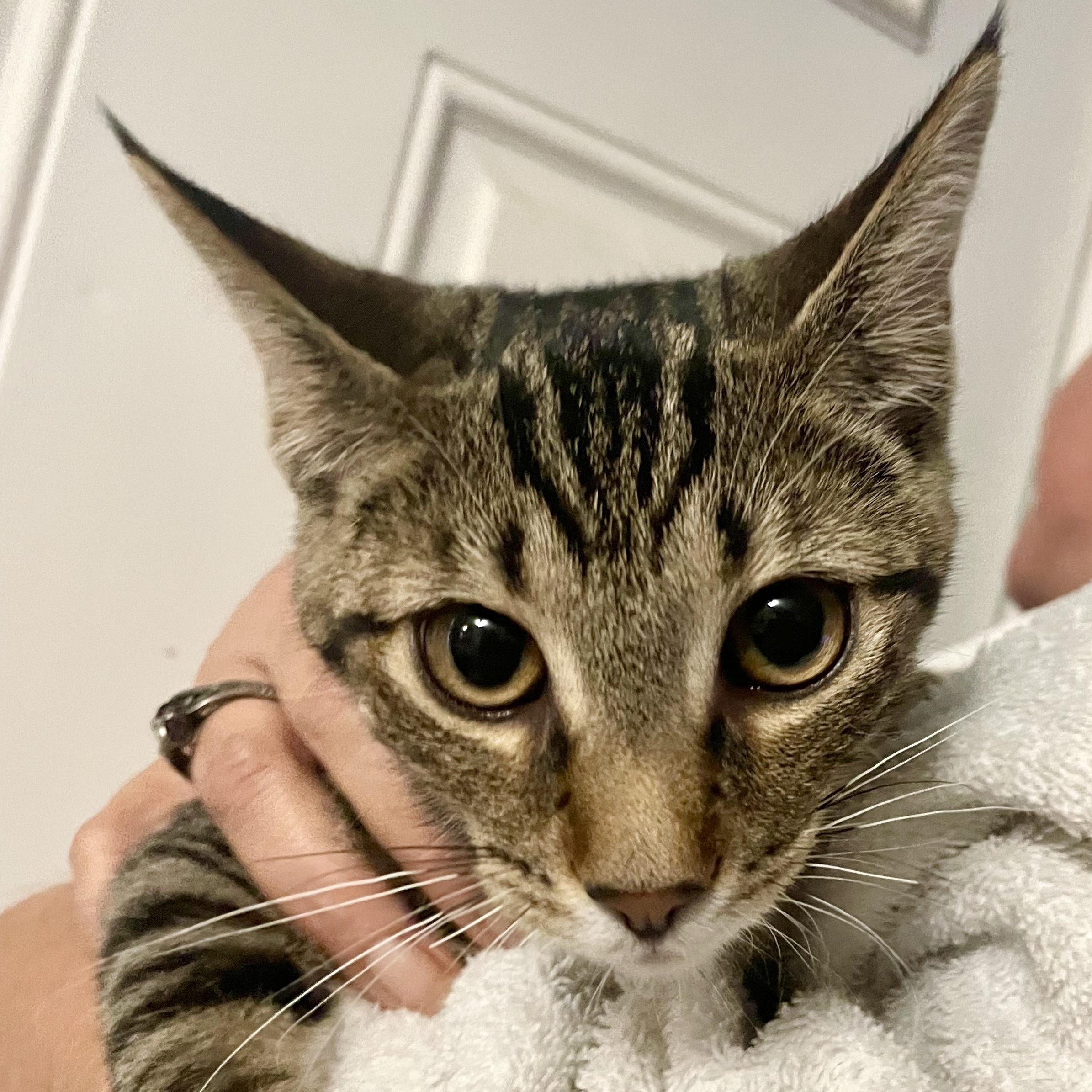 Enlarge Freya, a Adoptable Domestic Short Hair in Avon, OH image 3/5