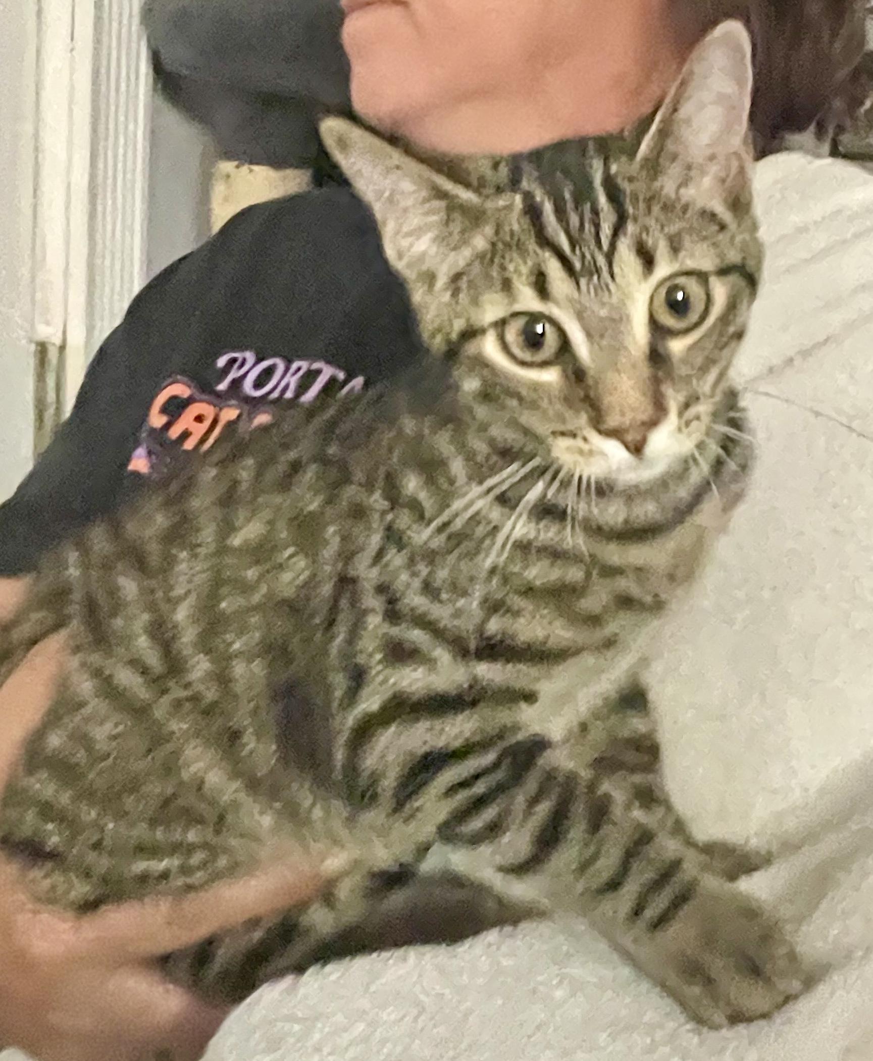 Enlarge Freya, a Adoptable Domestic Short Hair in Avon, OH image 5/5