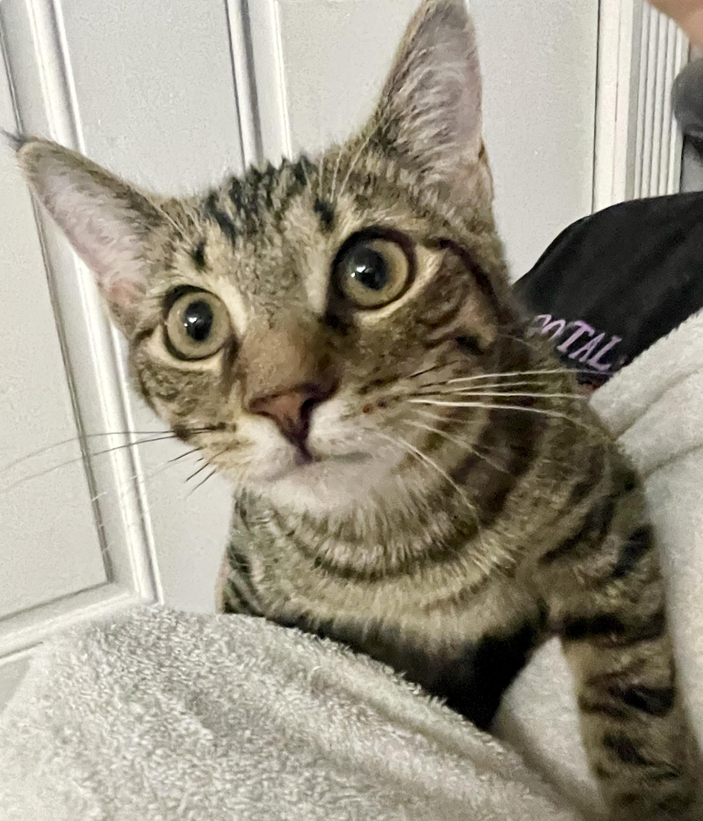 Enlarge Freya, a Adoptable Domestic Short Hair in Avon, OH image 2/5