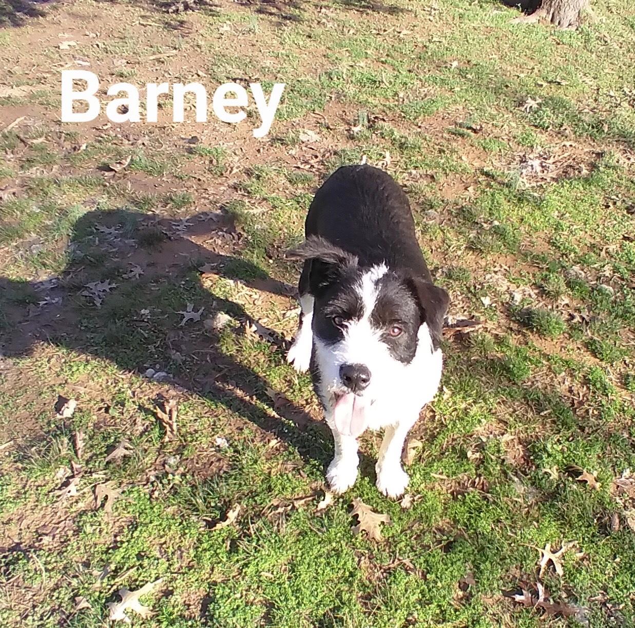 Barney 1