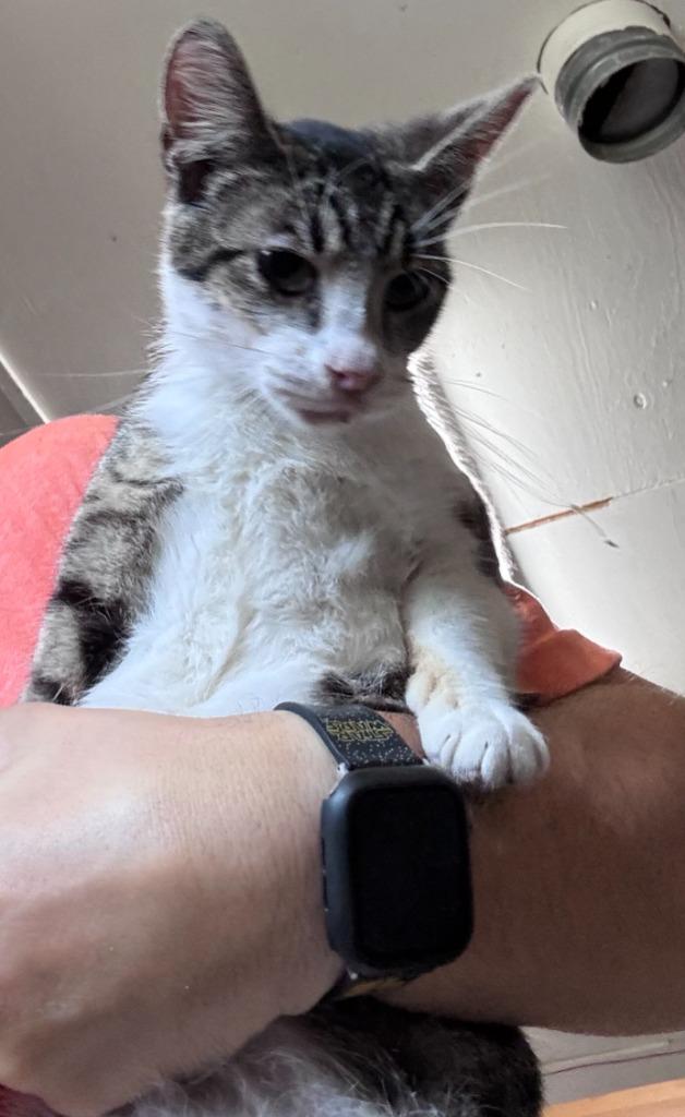 Merica, Adoptable, Adult Female Domestic Short Hair.