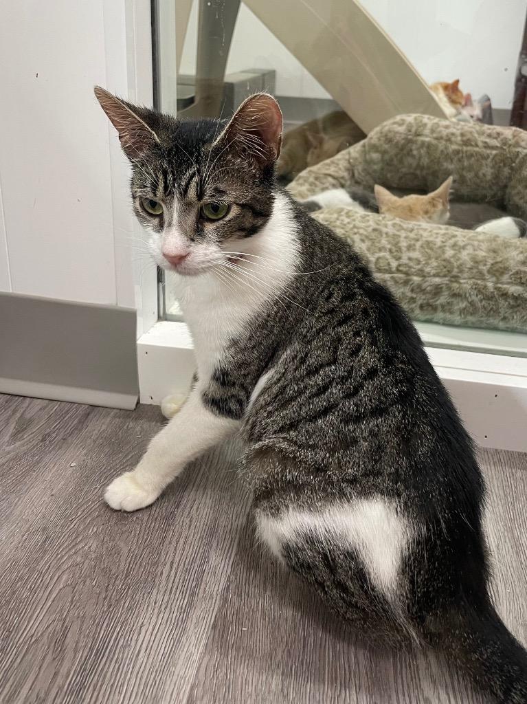 Enlarge Merica, a Adoptable mixed breed in Glenfield, NY image 2/6