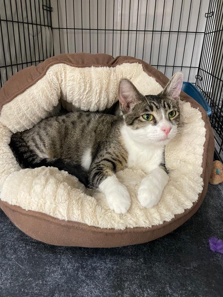 Enlarge Merica, a Adoptable mixed breed in Glenfield, NY image 3/5