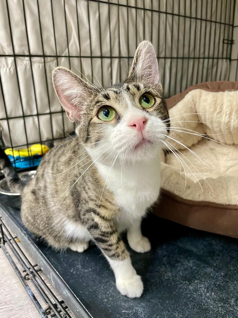 Enlarge Merica, a Adoptable mixed breed in Glenfield, NY image 4/6