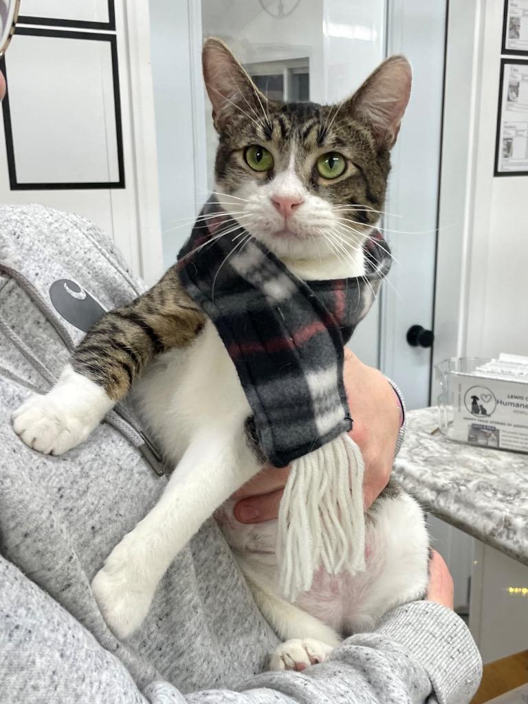 Enlarge Merica, a Adoptable mixed breed in Glenfield, NY image 4/6