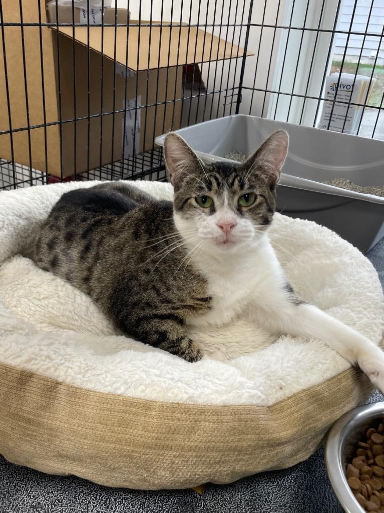 Enlarge Merica, a Adoptable mixed breed in Glenfield, NY image 5/5