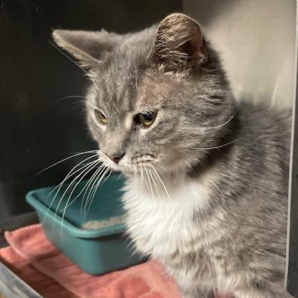 Purrsonality — thumbnail 2