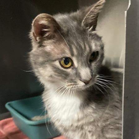 Purrsonality — thumbnail 3