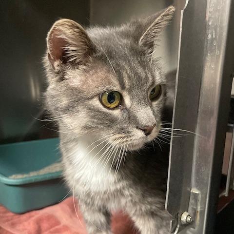 Purrsonality — thumbnail 4