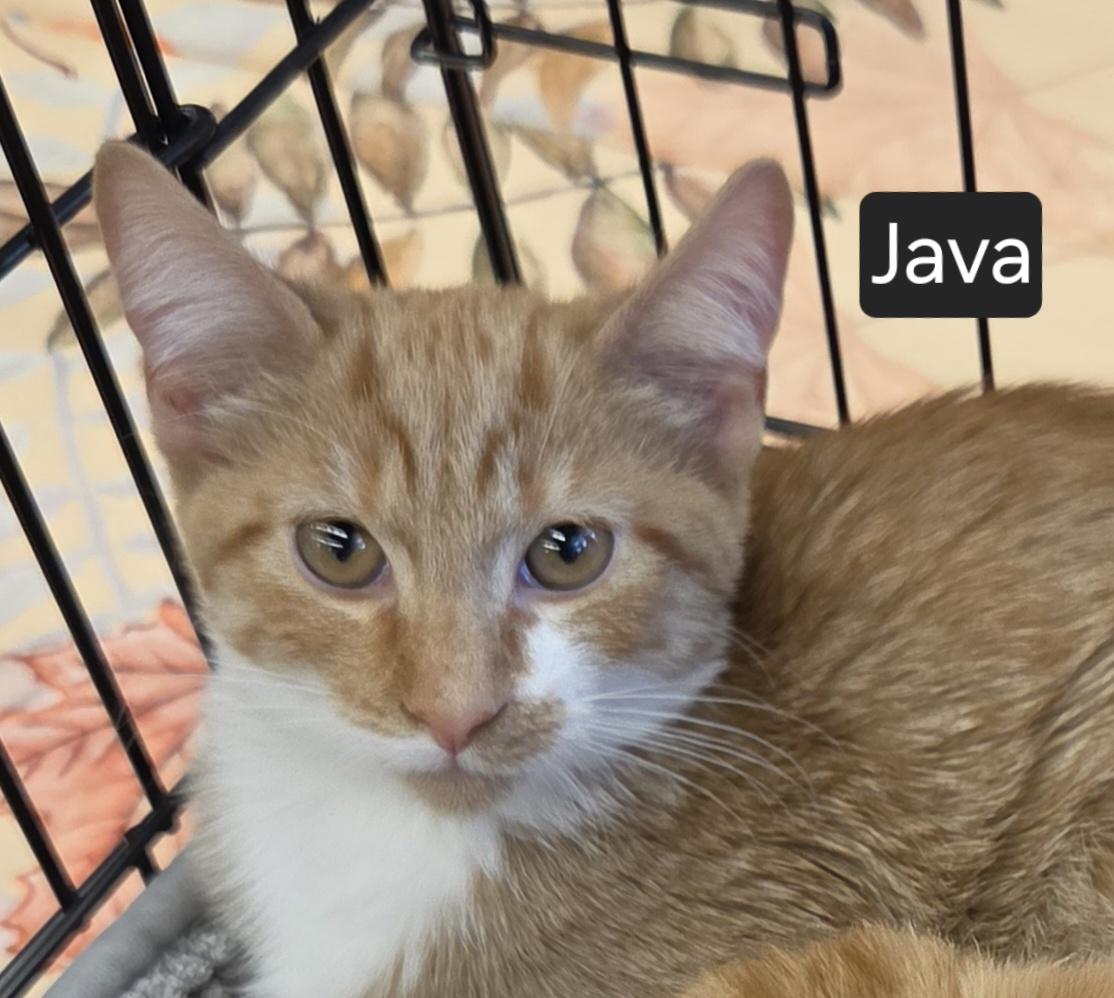 Java, Adoptable, Kitten Male Domestic Short Hair.