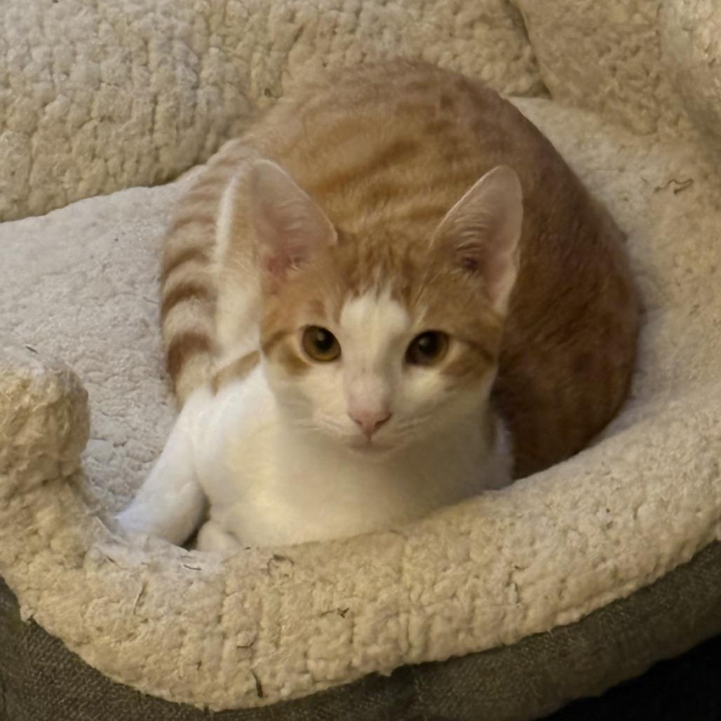 Abbey, Adoptable, Young Female Domestic Short Hair.