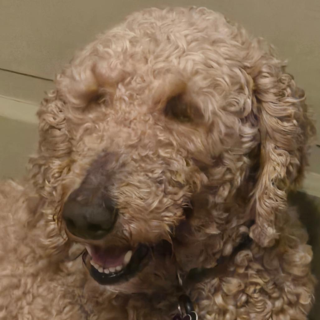 Enlarge Lacey, a Adoptable mixed breed in Sinking Spring, PA image 1/6