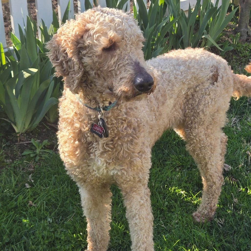 Enlarge Lacey, a Adoptable mixed breed in Sinking Spring, PA image 2/6