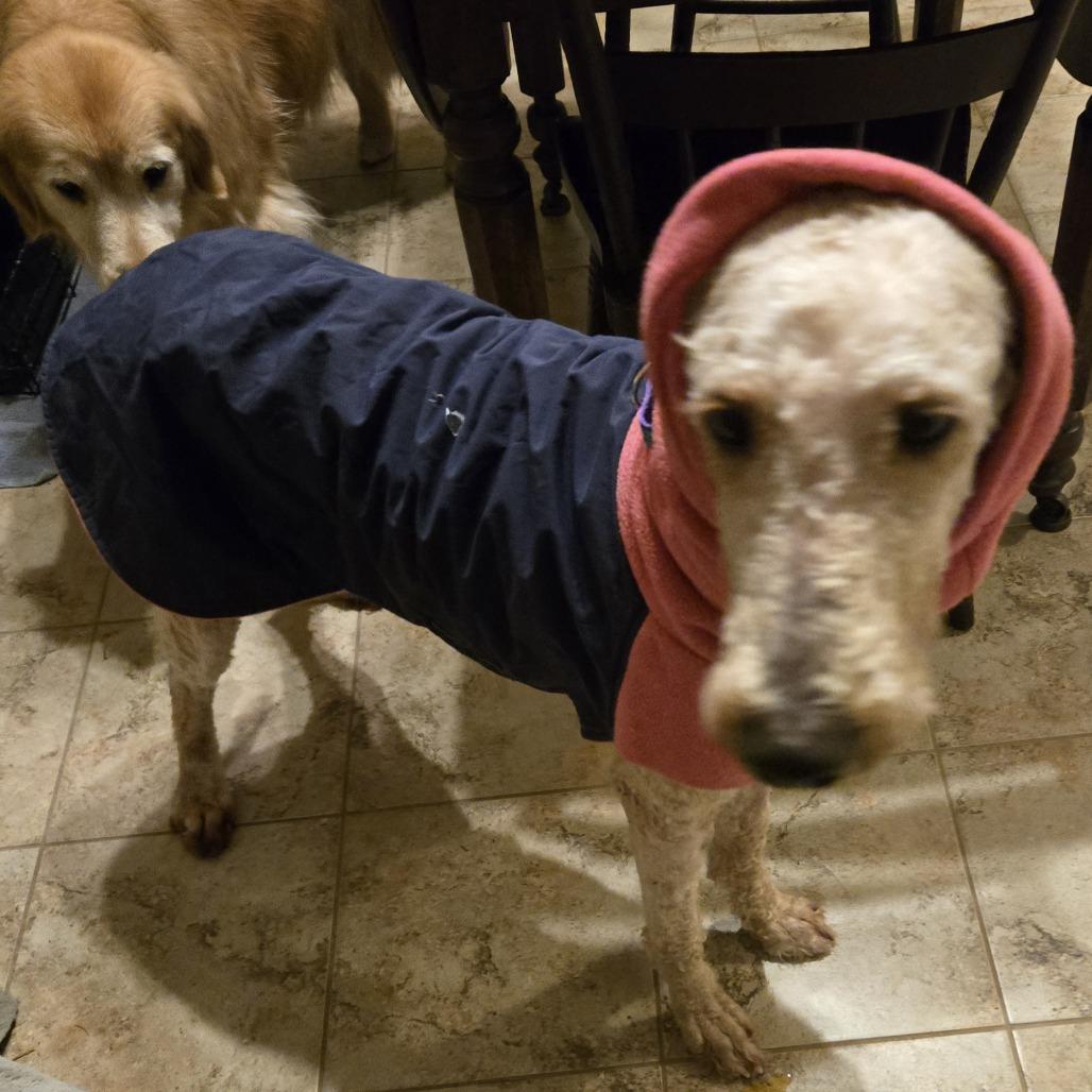 Lacey, a Adoptable mixed breed in Sinking Spring, PA image 1/5