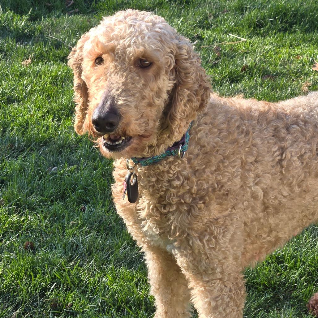 Enlarge Lacey, a Adoptable mixed breed in Sinking Spring, PA image 3/6