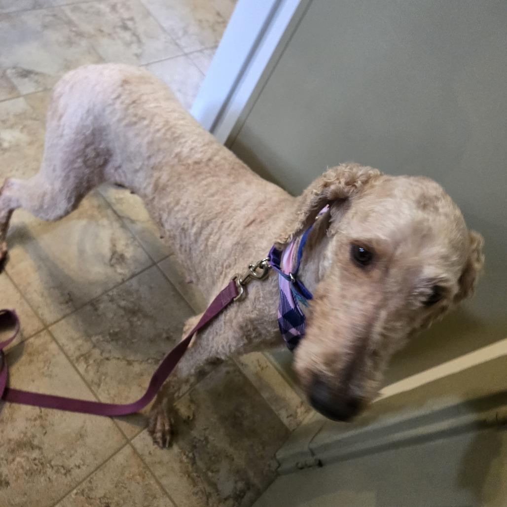 Lacey, a Adoptable mixed breed in Sinking Spring, PA image 2/5