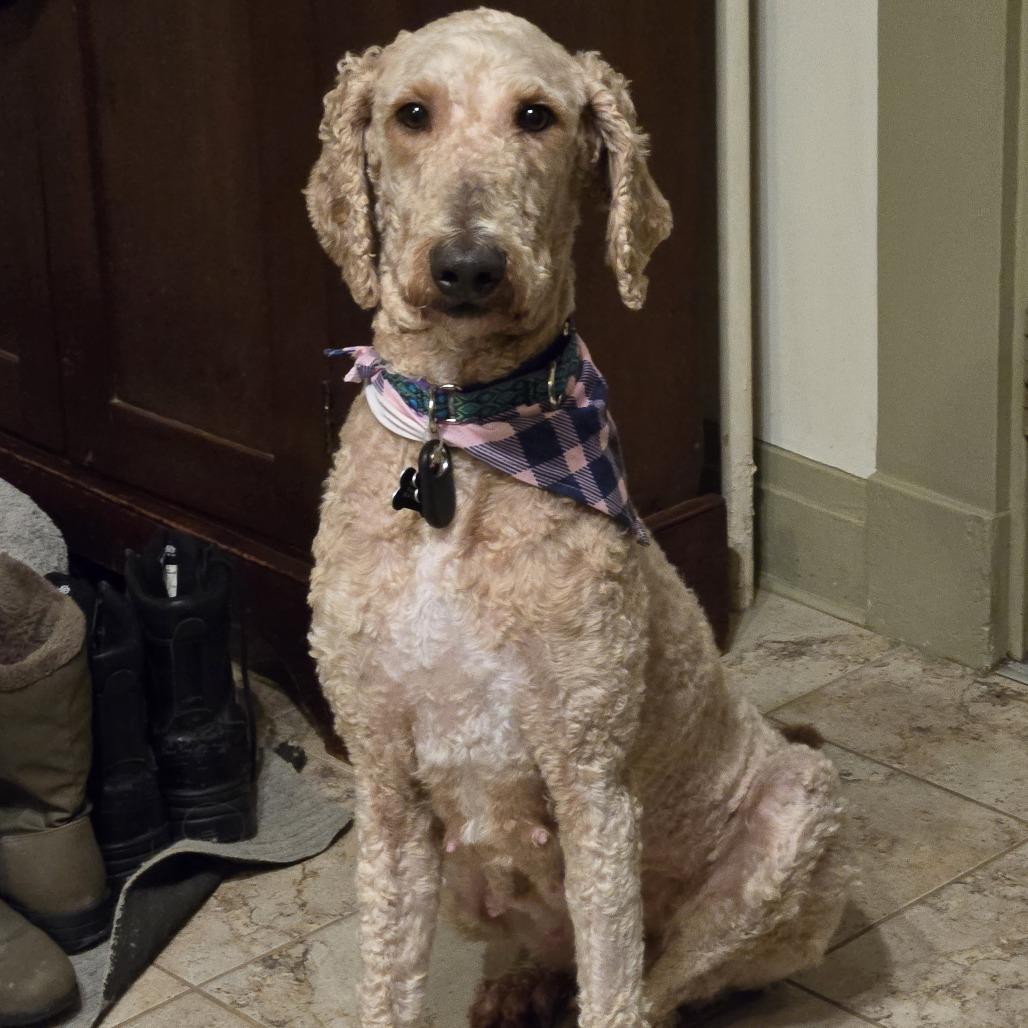 Lacey, a Adoptable mixed breed in Sinking Spring, PA image 3/5