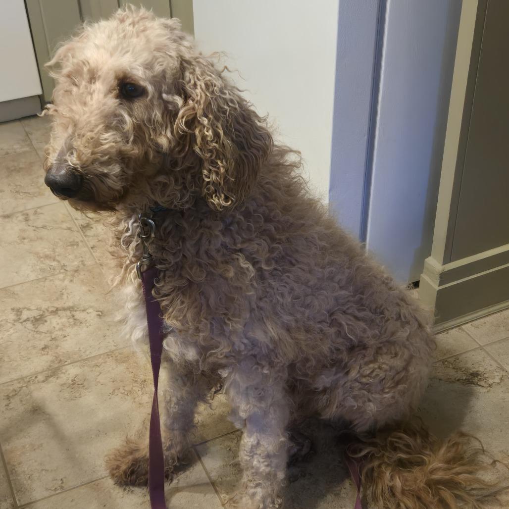 Lacey, a Adoptable mixed breed in Sinking Spring, PA image 4/5