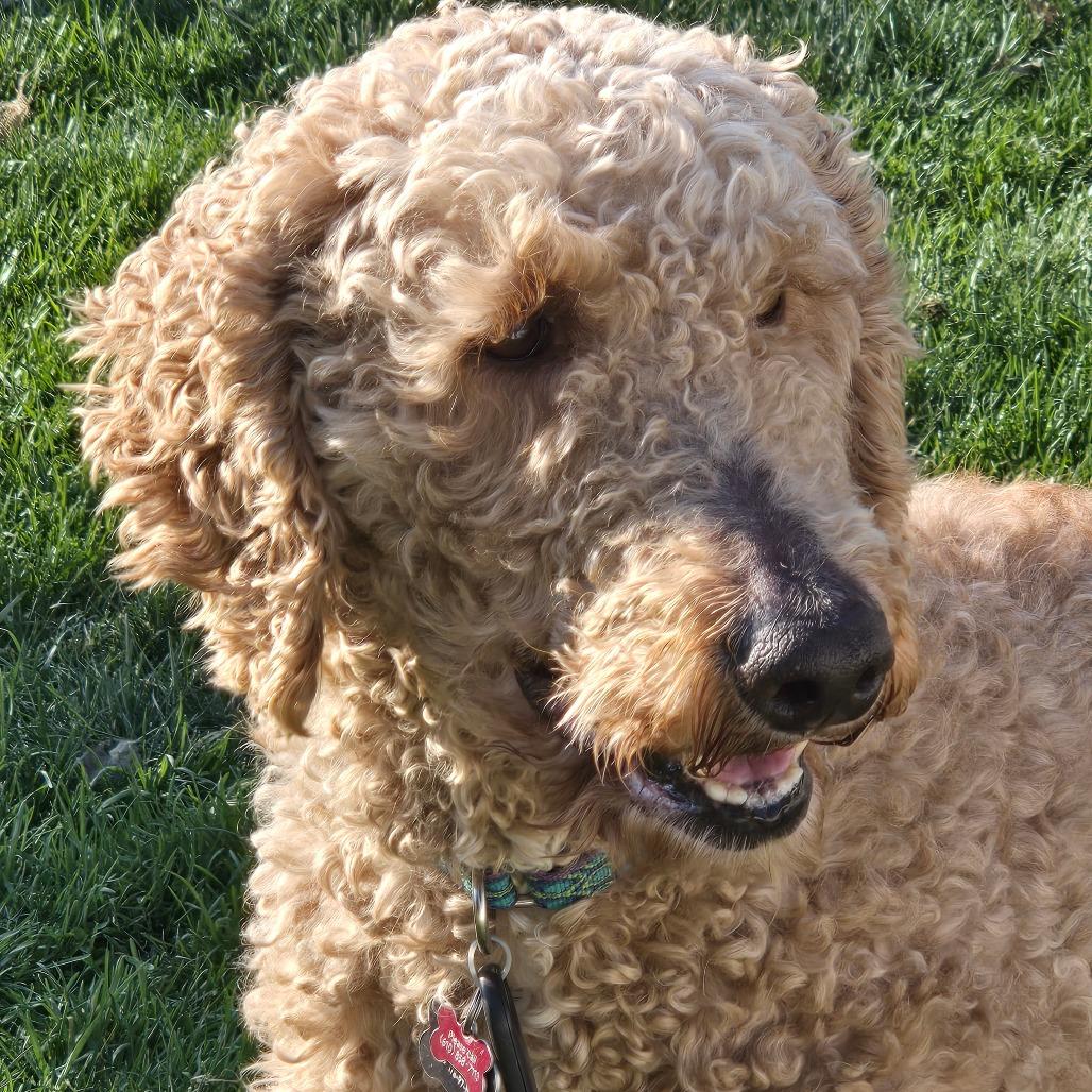 Enlarge Lacey, a Adoptable mixed breed in Sinking Spring, PA image 6/6