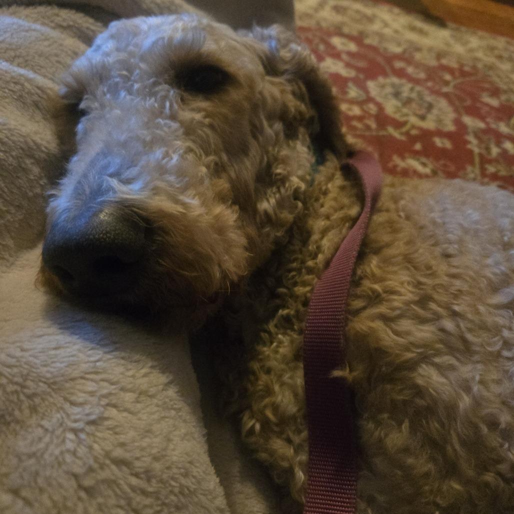 Lacey, a Adoptable mixed breed in Sinking Spring, PA image 5/5