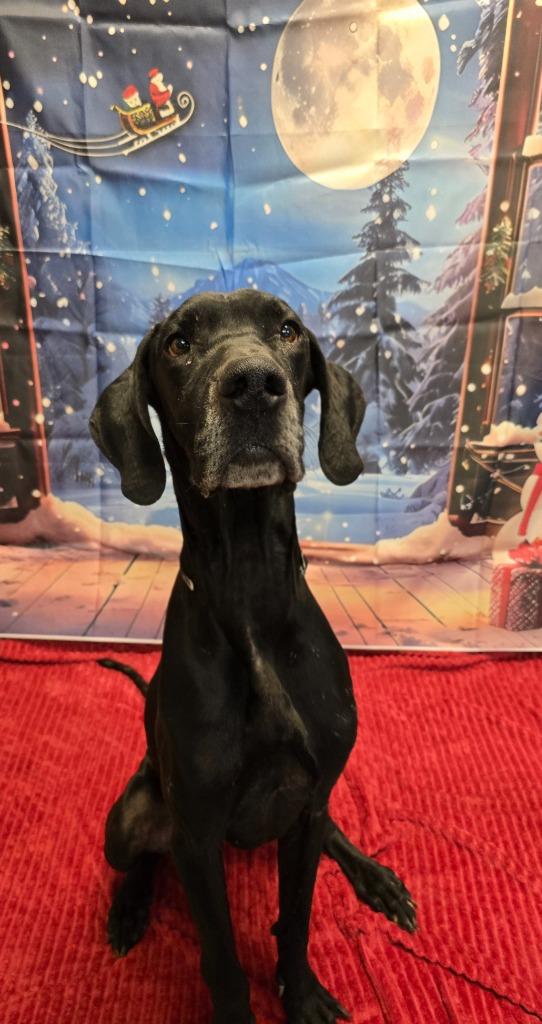Rambo, Adoptable, Adult Male Great Dane.