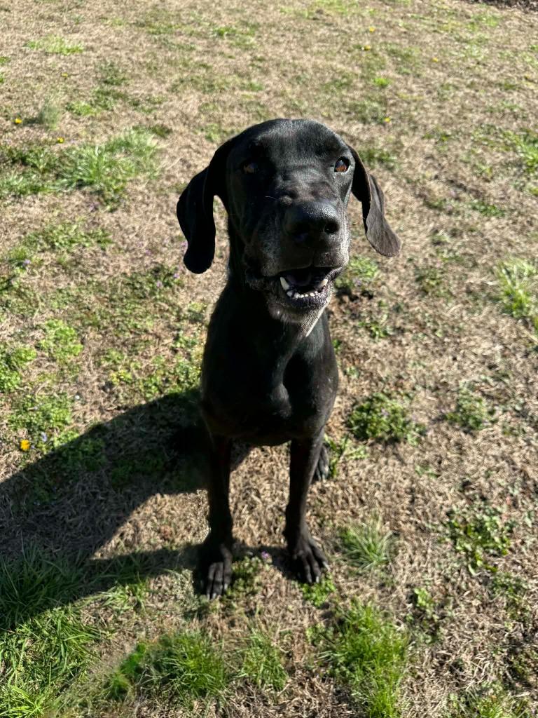 Enlarge Rambo, a Adoptable Great Dane in Murphysboro, IL image 2/3