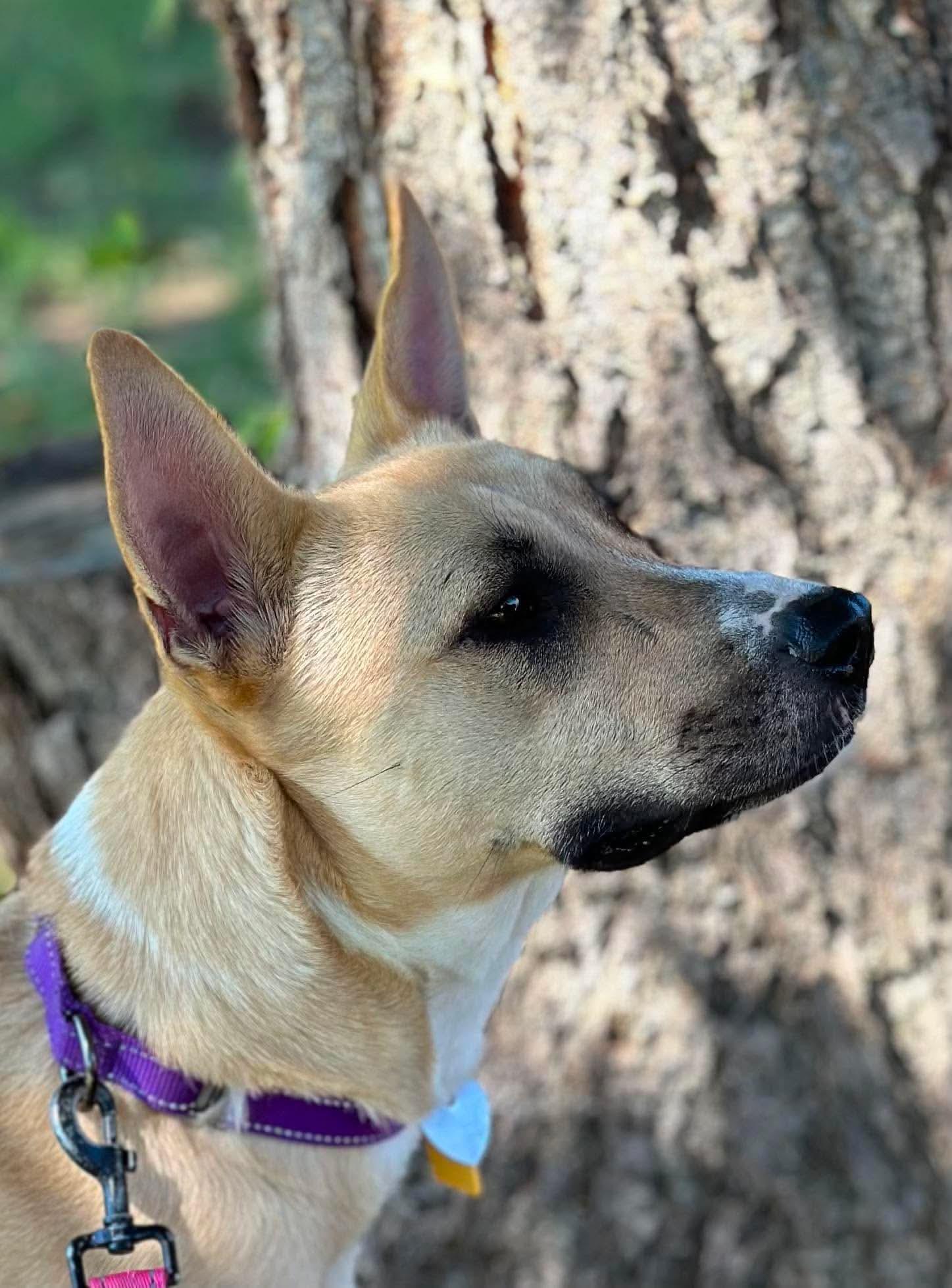 Enlarge Julia, a Adoptable mixed breed in OKLAHOMA CITY, OK image 2/3