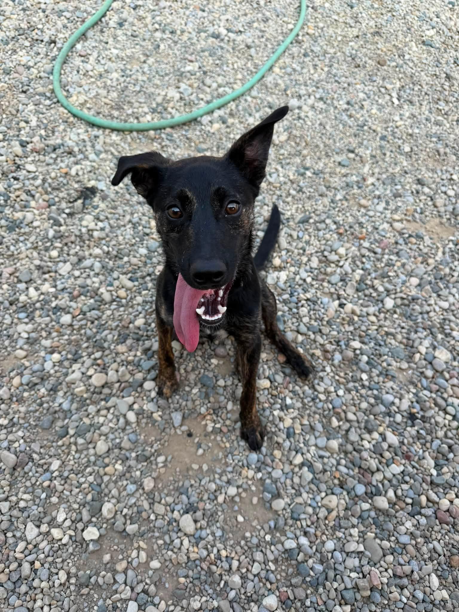 Roach, an adoptable mixed breed in Sterling Heights, MI image 2/6