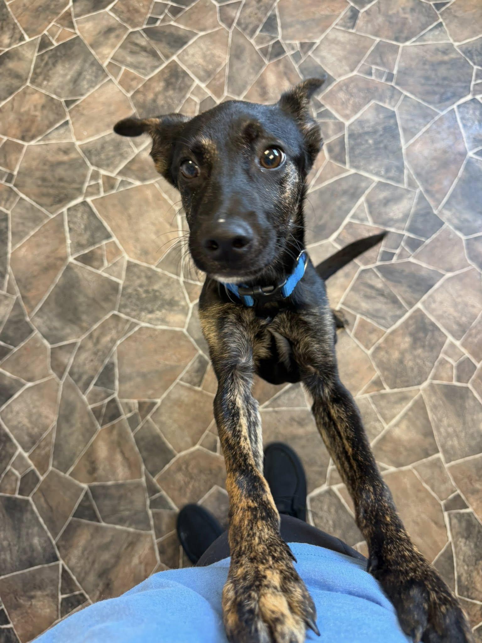 Enlarge Roach, a ADOPTABLE mixed breed in Sterling Heights, MI image 2/6