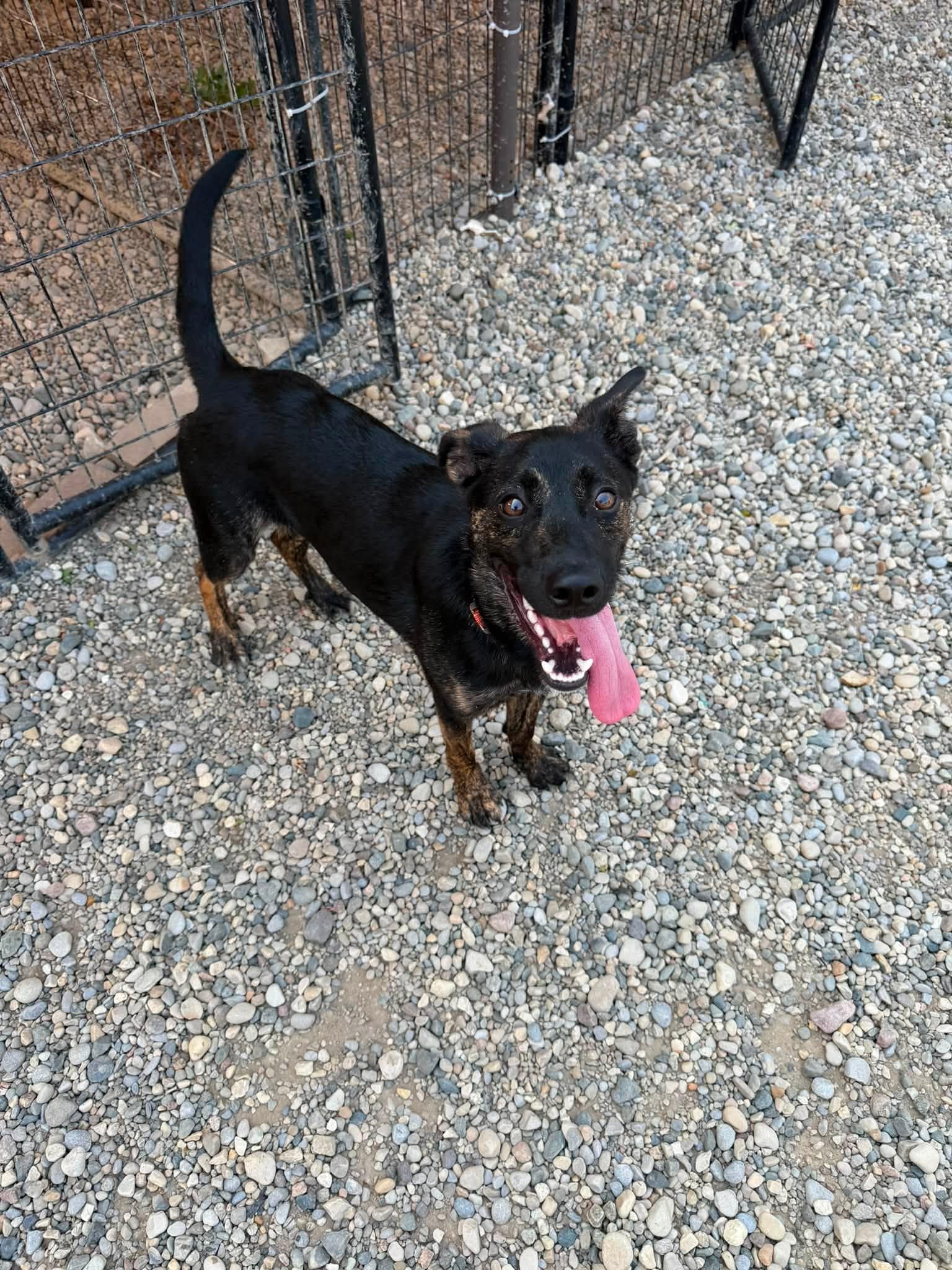 Roach, an adoptable mixed breed in Sterling Heights, MI image 3/6