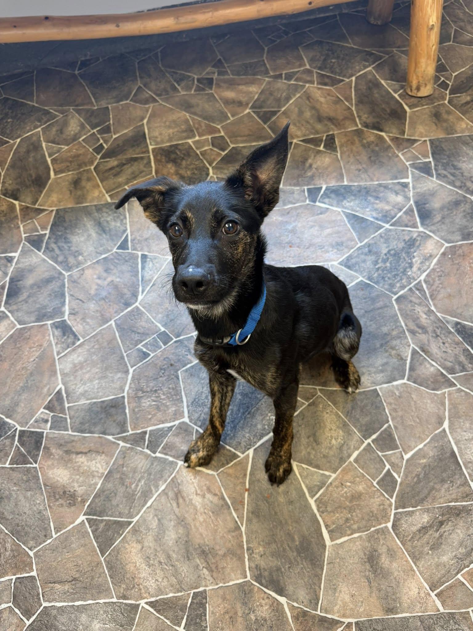 Enlarge Roach, a ADOPTABLE mixed breed in Sterling Heights, MI image 6/6