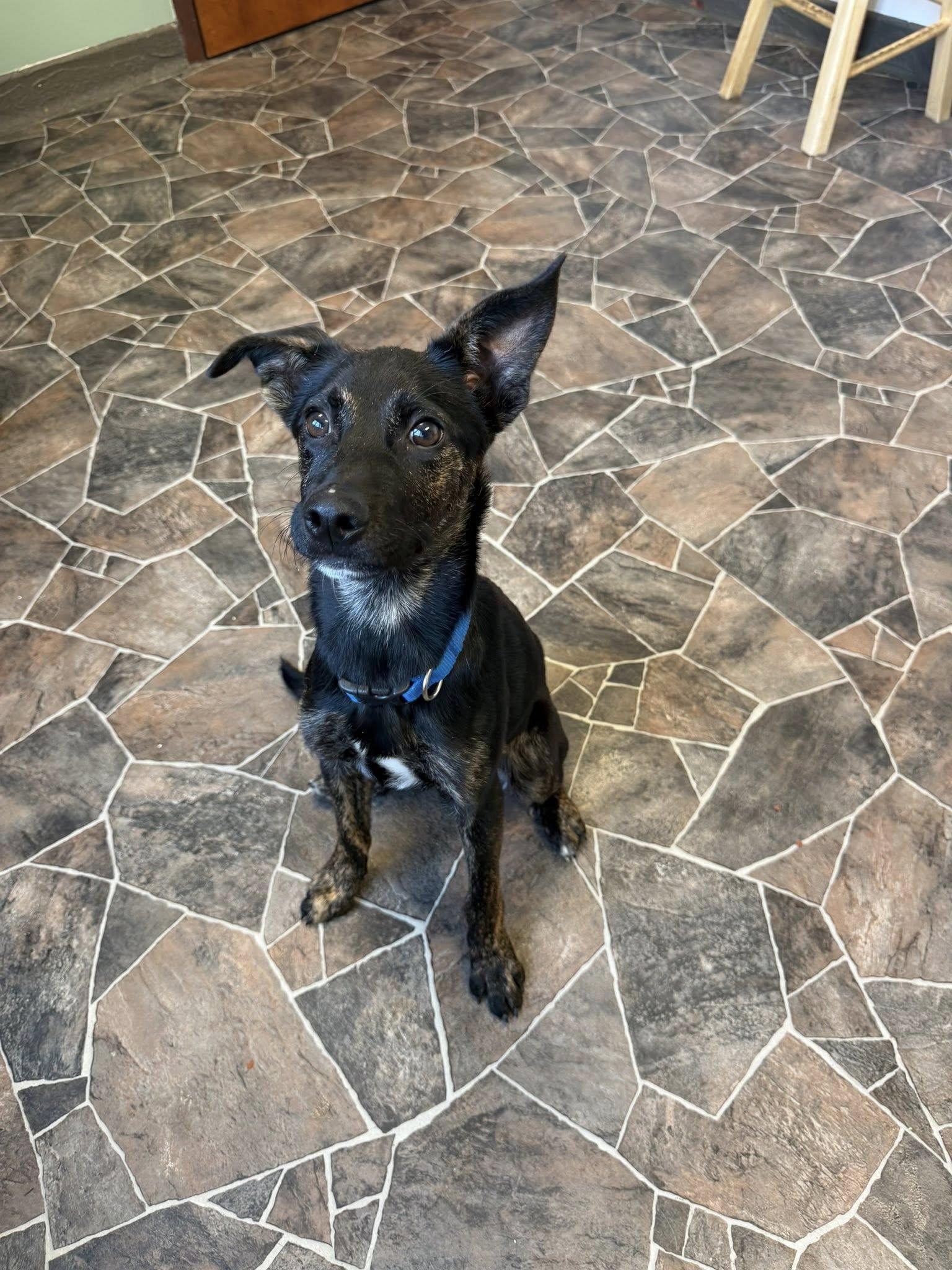 Enlarge Roach, a ADOPTABLE mixed breed in Sterling Heights, MI image 1/6