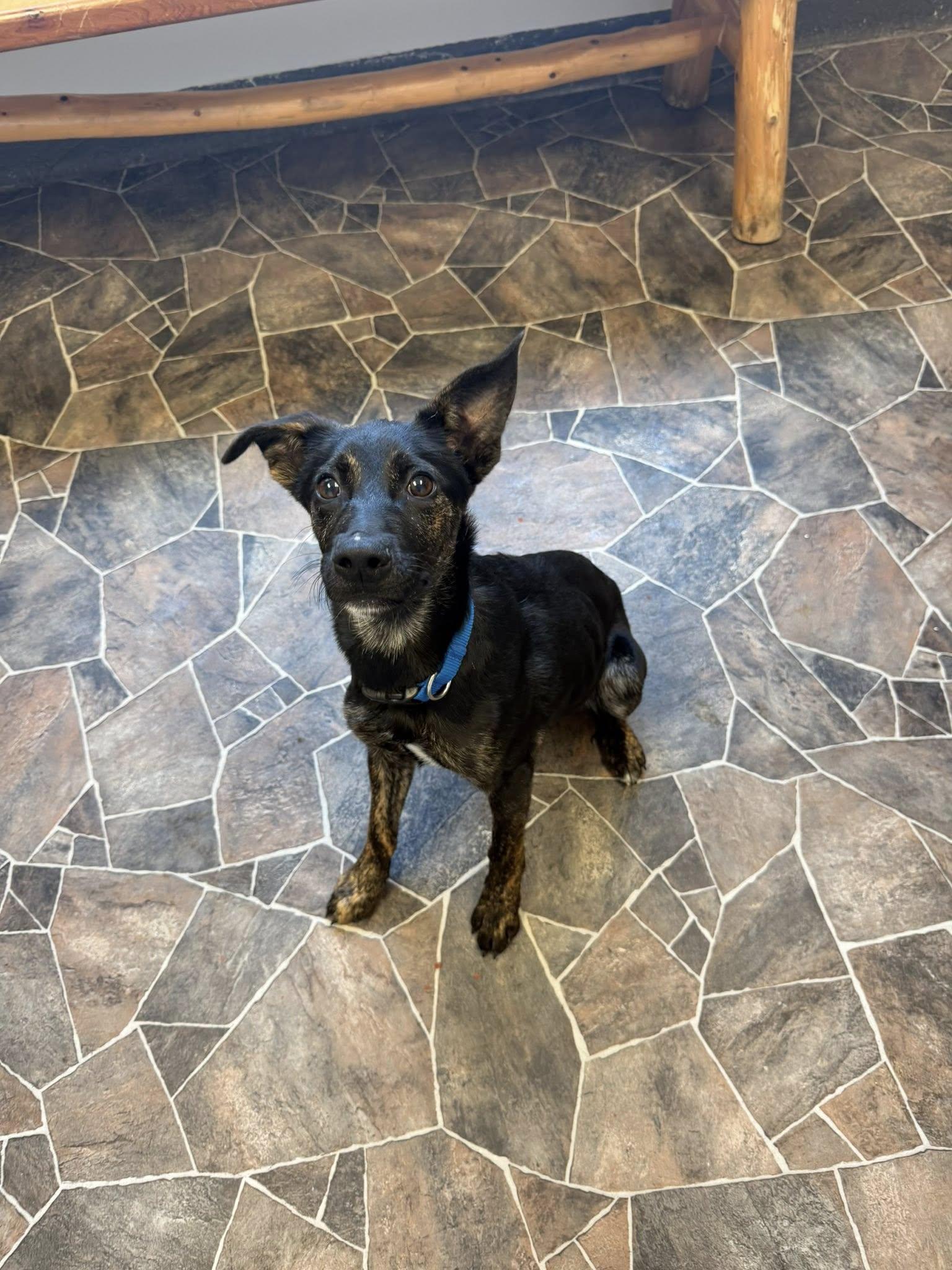 Enlarge Roach, a ADOPTABLE mixed breed in Sterling Heights, MI image 4/6